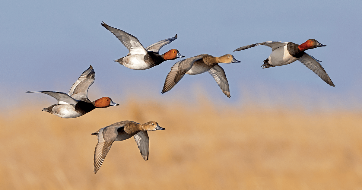 Redheads and Canvasbacks flying. Photo by Gary Kramer